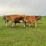 Two Jersey cows standing in a green pasture while their calves nurse beneath a stormy Kansas sky on a family homestead.