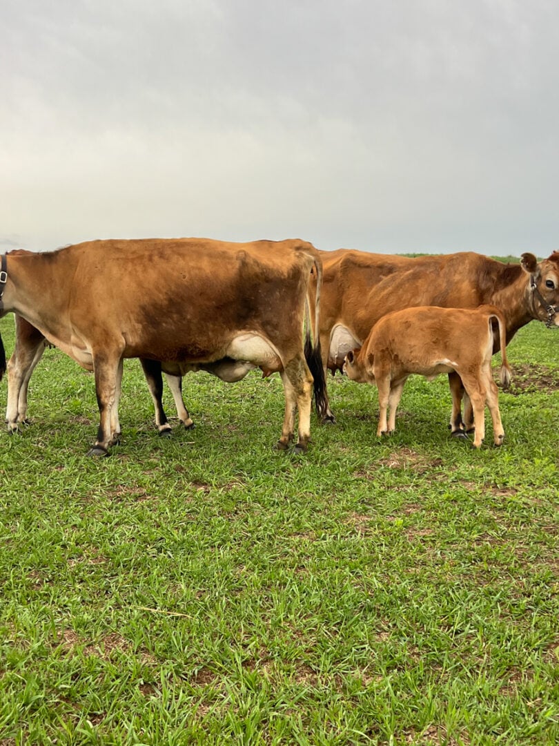 Two Jersey cows standing in a green pasture while their calves nurse beneath a stormy Kansas sky on a family homestead.