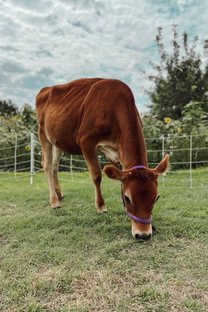 Jersey heifer wearing a purple halter grazing on a Kansas homestead.
