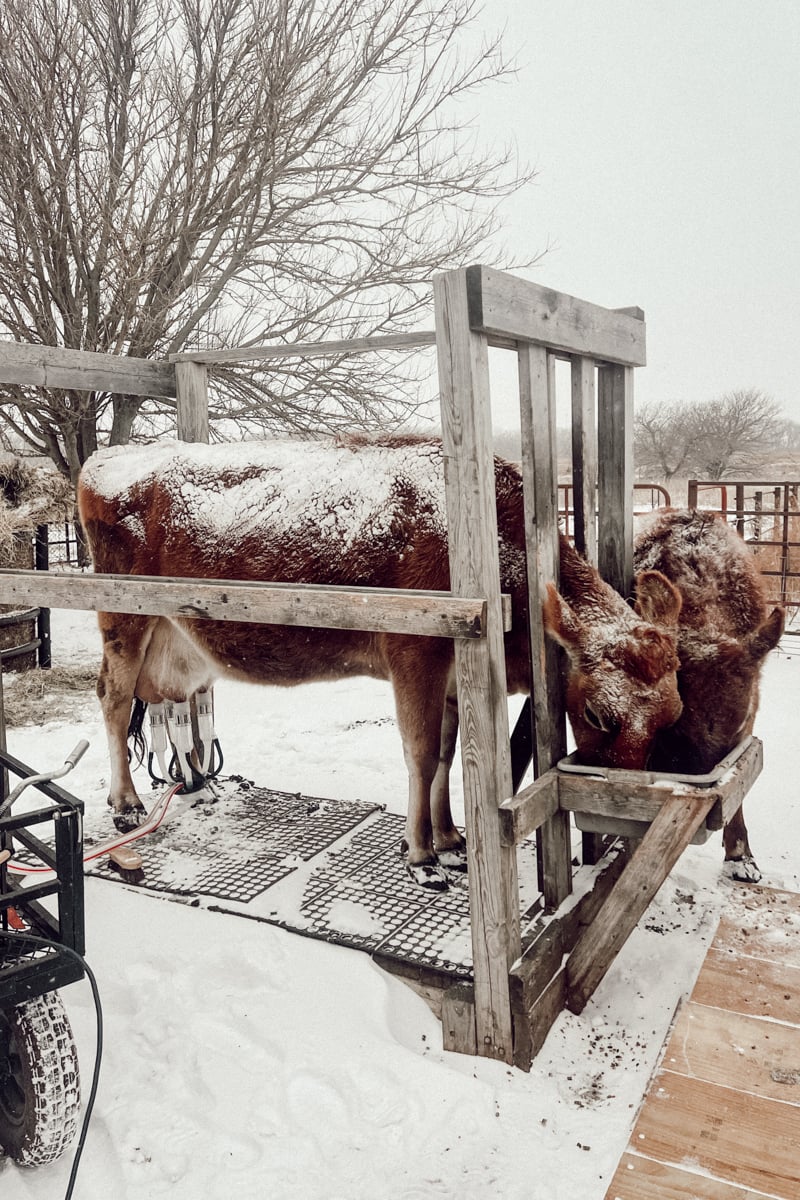 Machine milking the family milk cow in the snow.