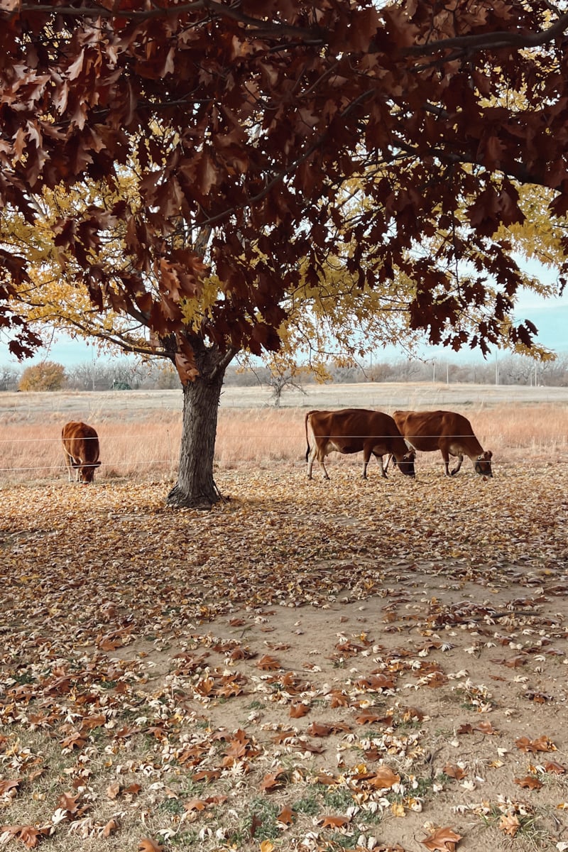 Jersey cows grazing in a fall pasture with autumn leaves.