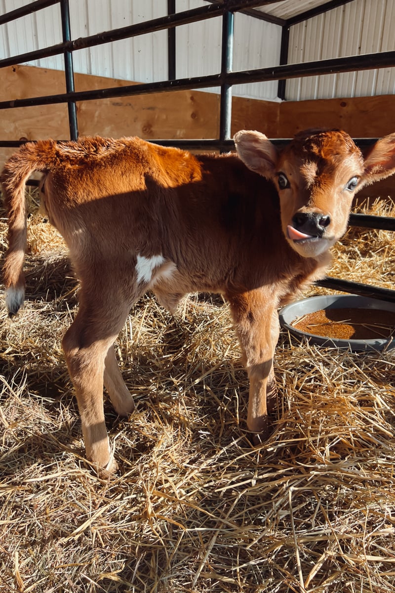 Jersey calf with it's tongue out and looking cross-eyed at the camera.