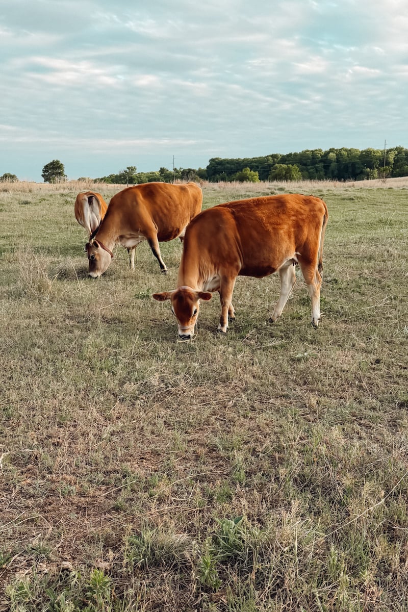 Two Jersey family milk cows grazing together in a dry pasture during late summer on a Kansas homestead.