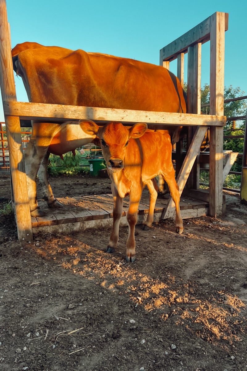 Young Jersey calf standing beside a wooden milking stanchion on a small family homestead at sunset.