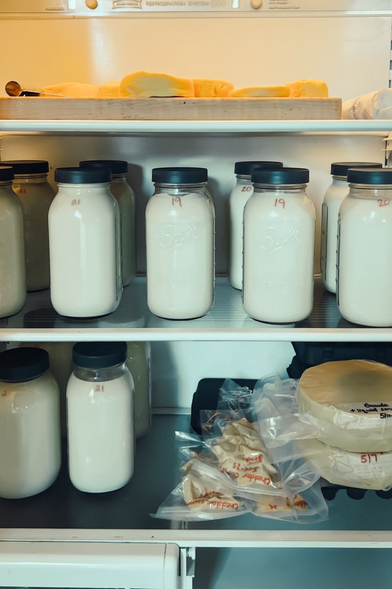 Home refrigerator used for cheesemaking with fresh milk, vacuum-sealed cheese curds, butter molds, and aging cheese wheels.