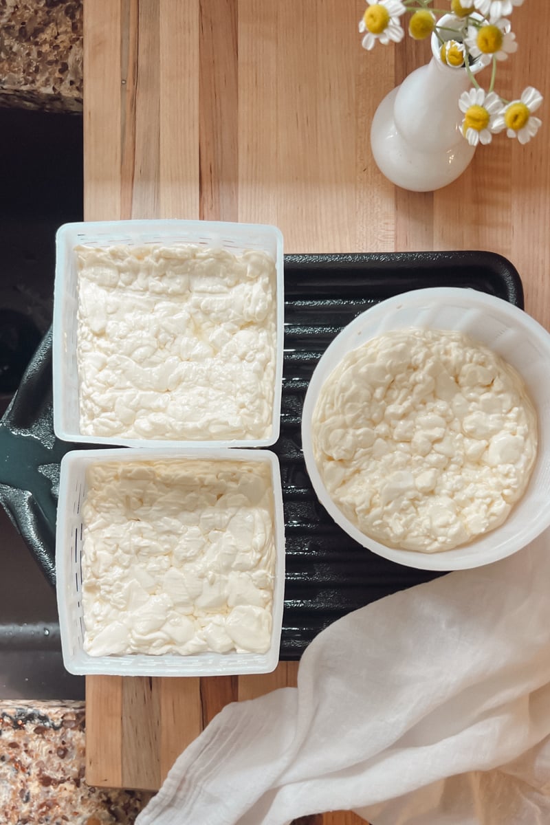 Soft cheese baskets filled with homemade Camembert-style cheese curds draining before aging.