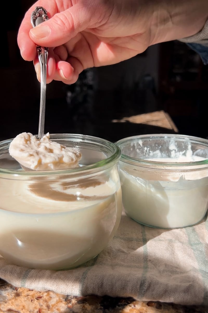 Fresh raw milk and mature clabber culture in glass jars during the feeding process.