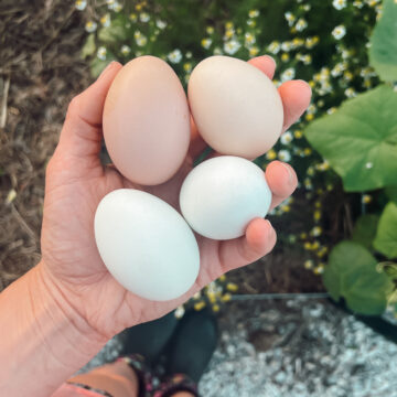 A hand holding eggs over a raised bed showing how eggshells can be composted in the garden.