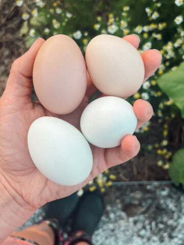 A hand holding eggs over a raised bed showing how eggshells can be composted in the garden.