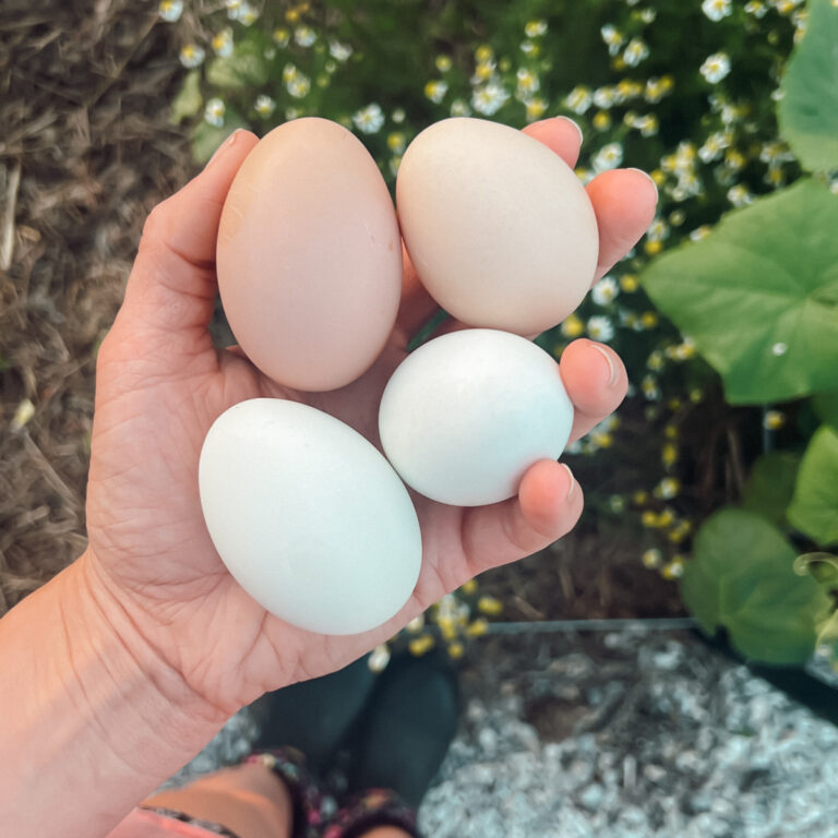 A hand holding eggs over a raised bed showing how eggshells can be composted in the garden.