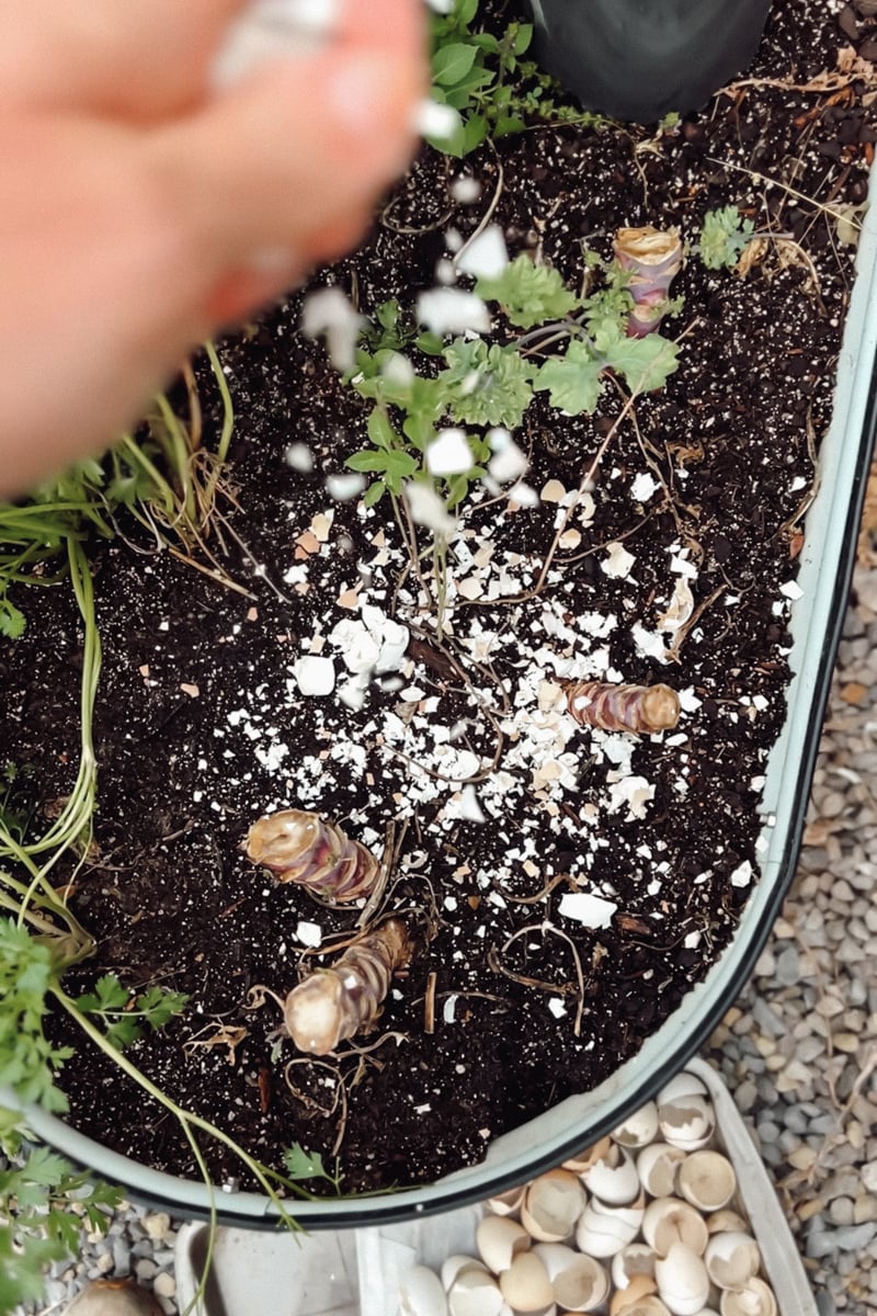 A hand holding crushed egg shells sprinkling them onto the soil of a raised garden bed.