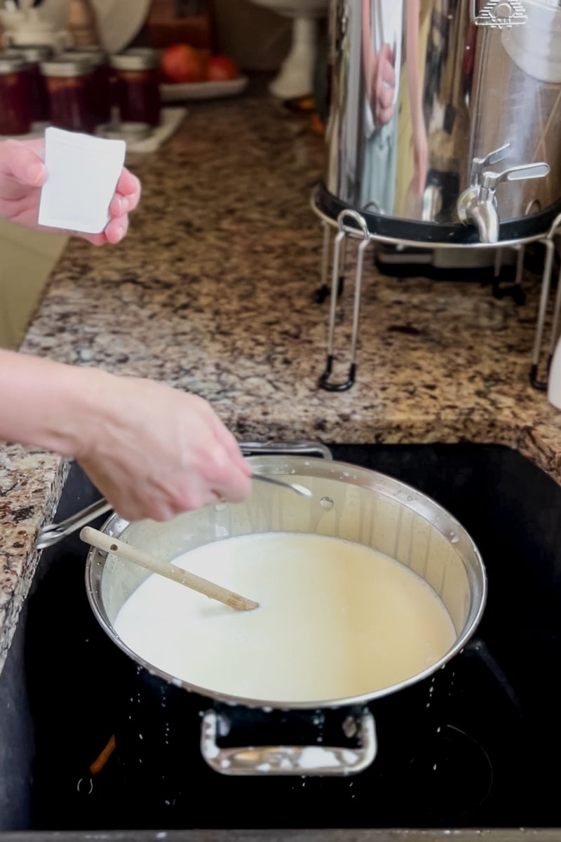Sprinkling cheddar cheese starter culture over warmed milk in a stainless steel pot.