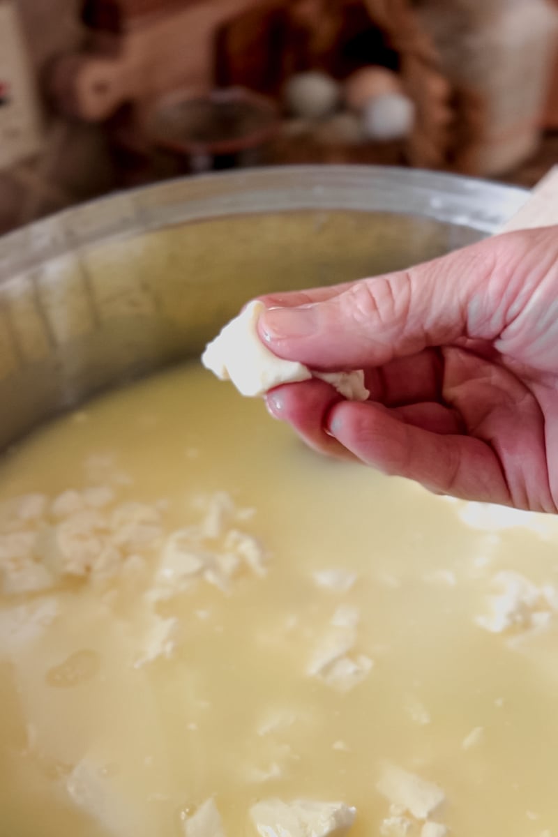 Checking the texture of cooked cheddar cheese curds during homemade cheesemaking.