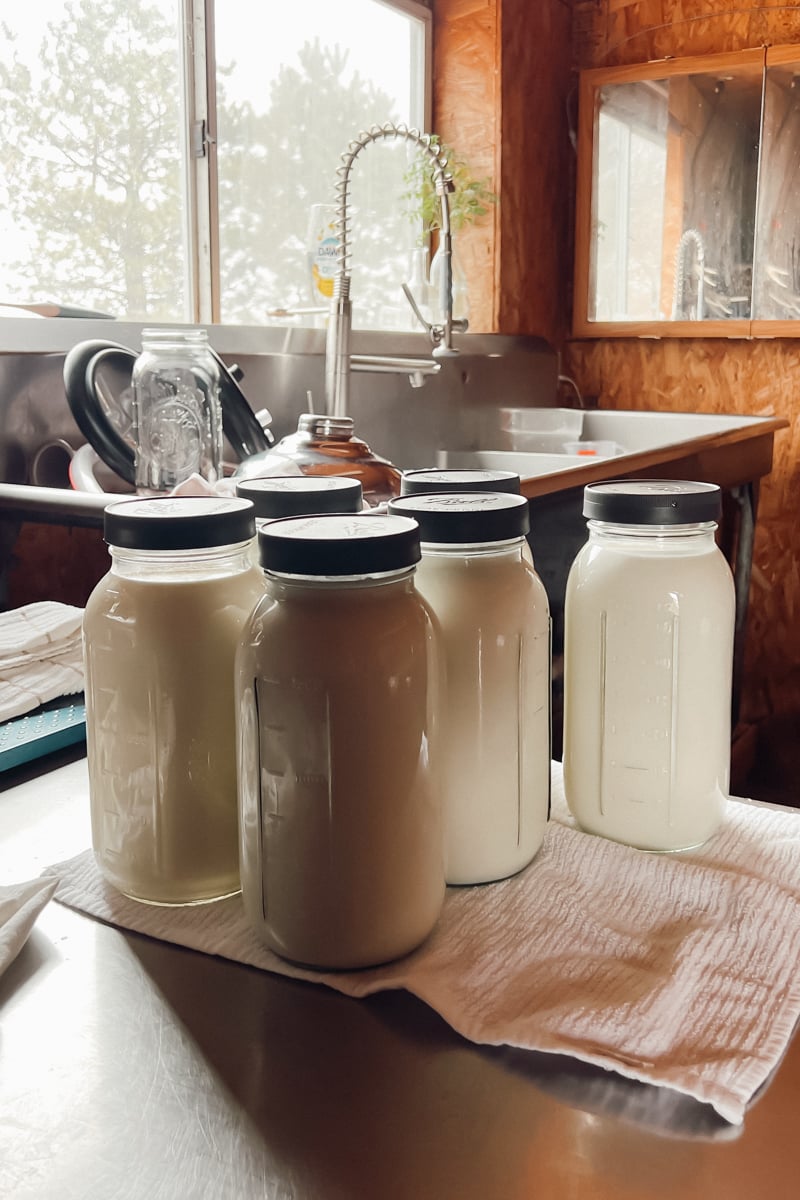 Fresh raw milk in glass jars in our farm milk room, used for homemade cheesemaking.