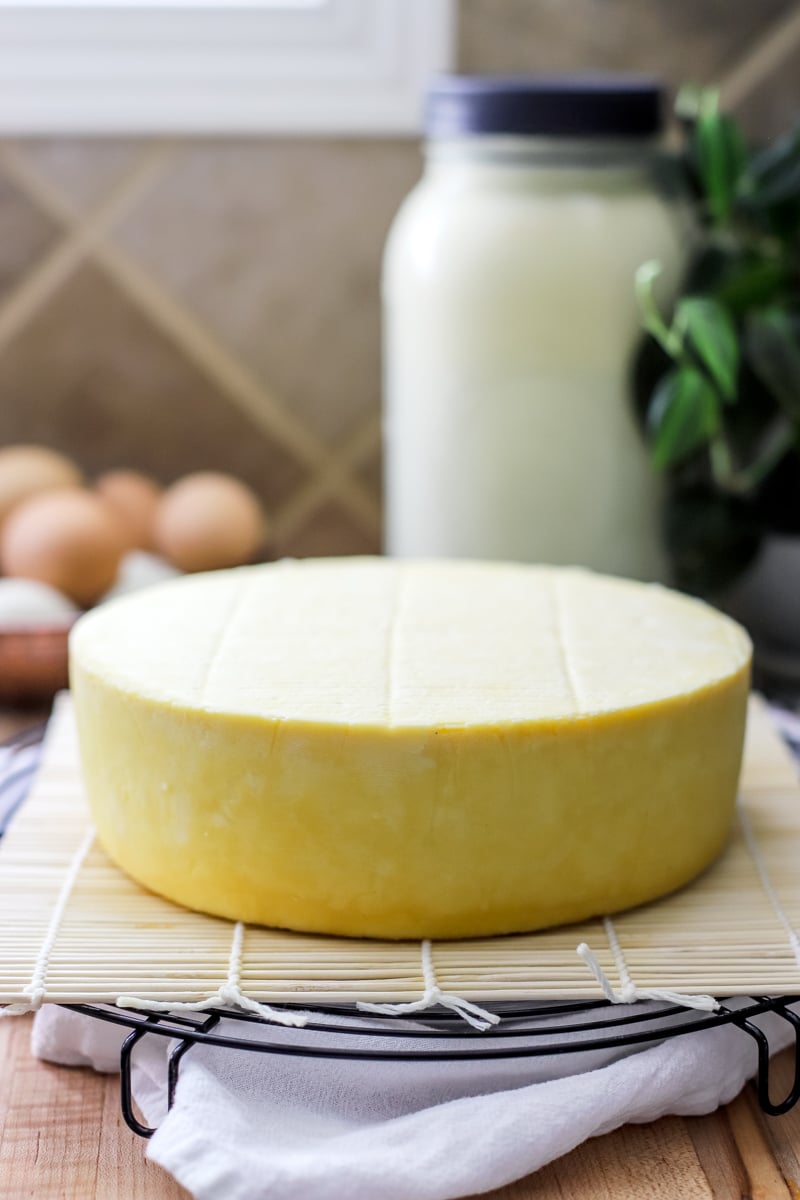 Fresh cheddar cheese wheel made from raw milk, showing typical cheesemaking yield from milk.
