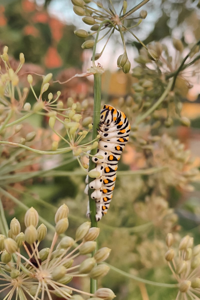 Black swallowtail butterfly caterpillar feeding on dill, a beneficial pollinator that should be protected in the vegetable garden.