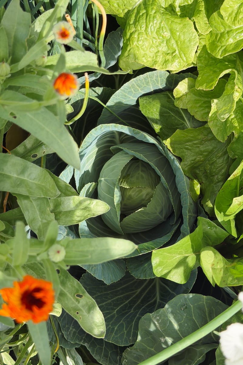 Healthy cabbage growing alongside lettuce and calendula flowers in a raised bed using companion planting to help naturally reduce garden pests.