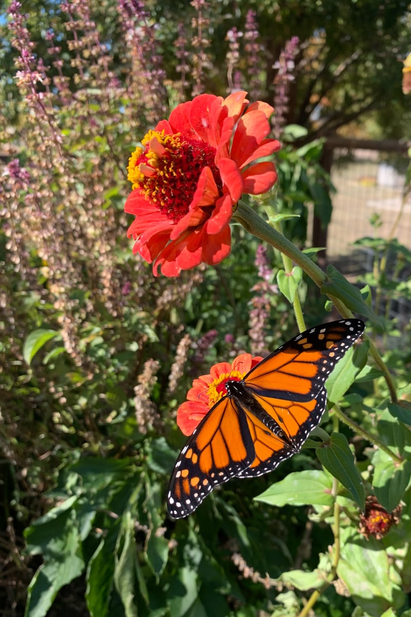 Monarch butterfly collecting nectar from a zinnia flower in a vegetable garden, helping pollinate flowers and support a healthy garden ecosystem.