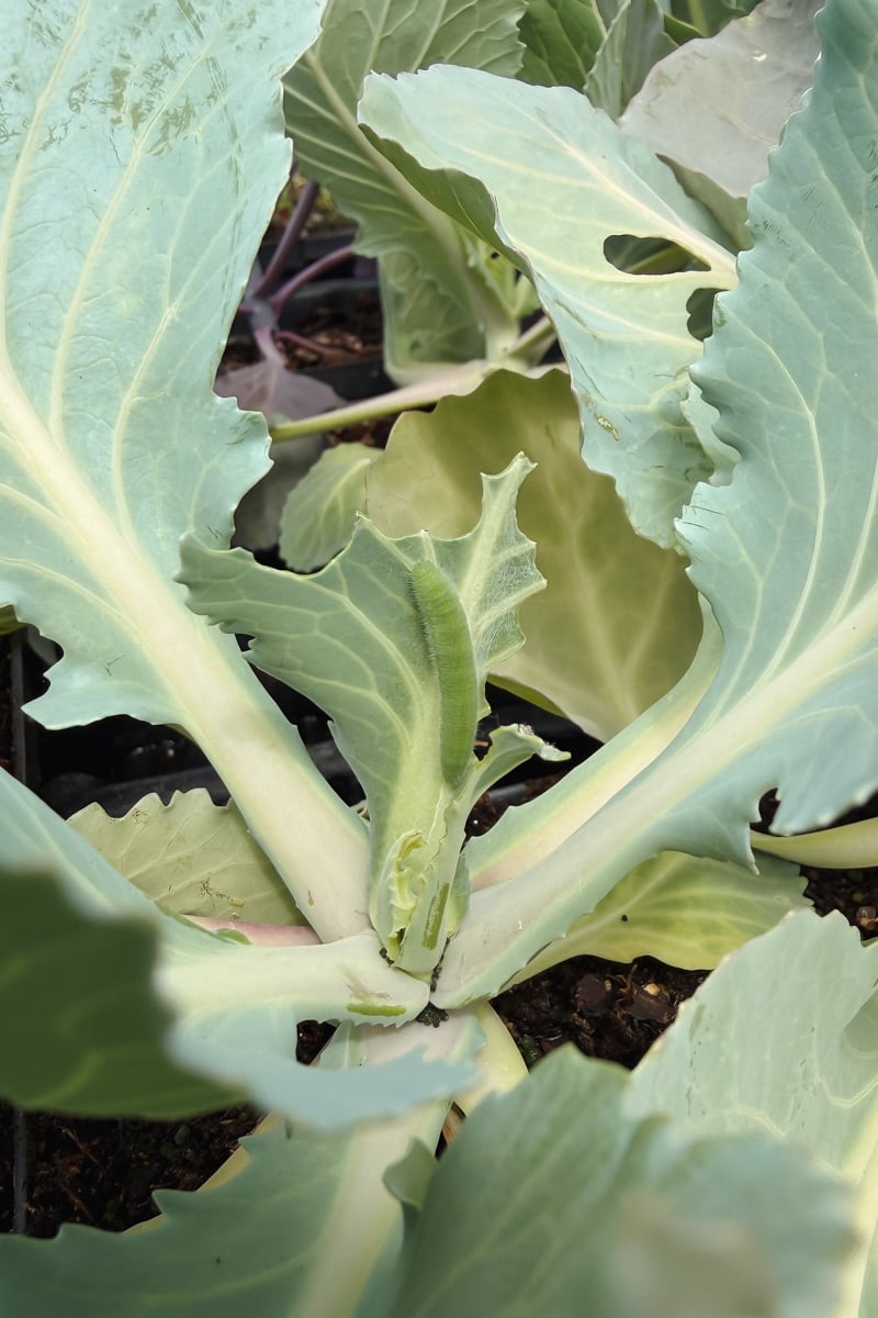 Cabbage worms eating a cabbage.