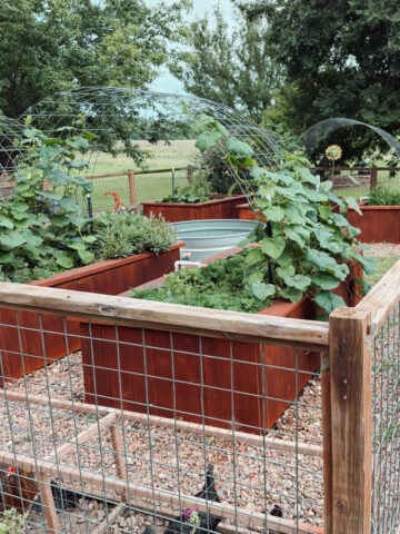 Healthy raised bed vegetable garden with cucumbers growing on trellises, herbs, flowers, and companion plants used for natural pest control.