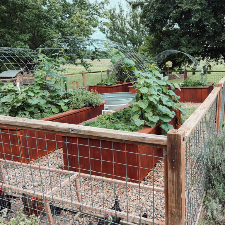 Healthy raised bed vegetable garden with cucumbers growing on trellises, herbs, flowers, and companion plants used for natural pest control.
