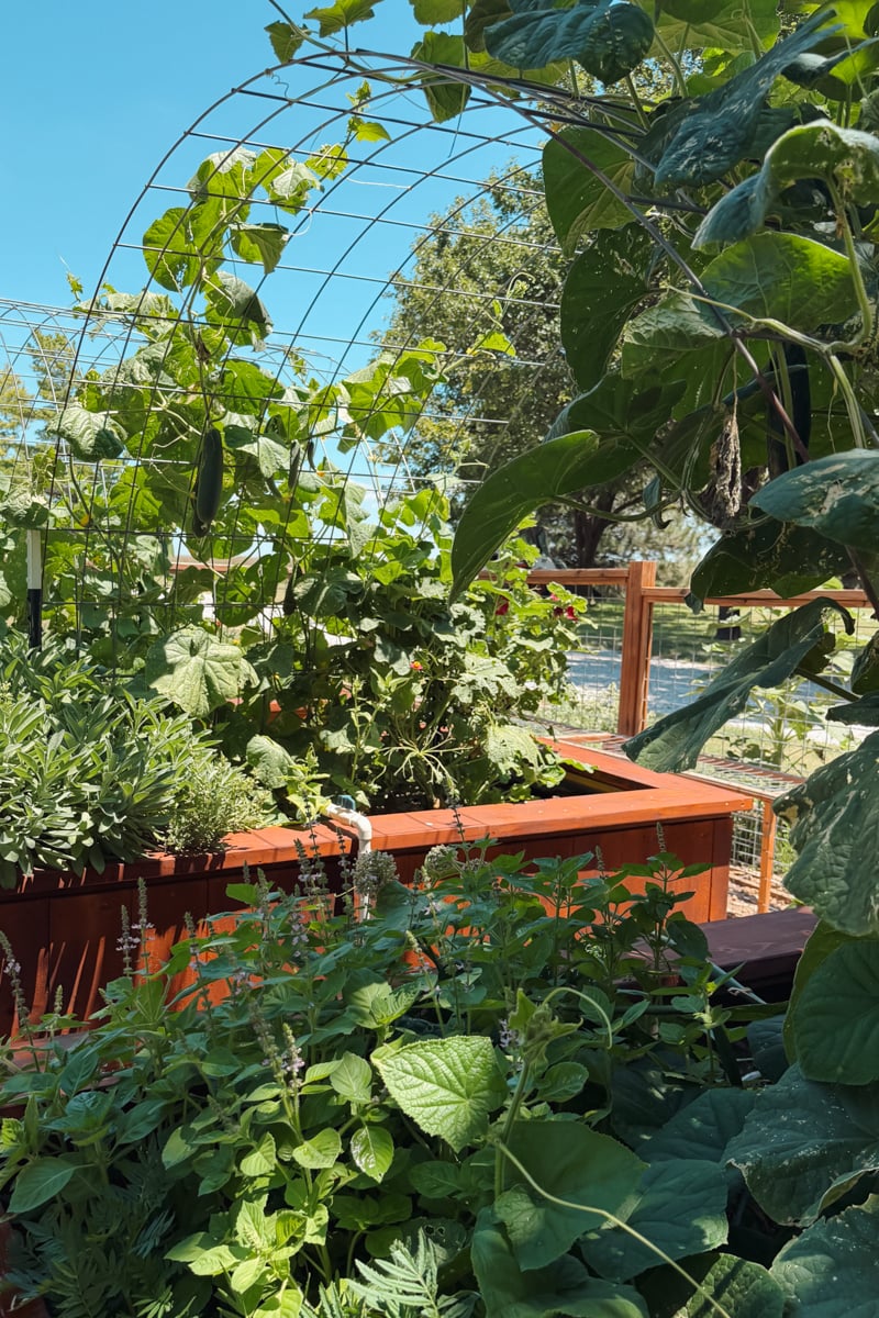 Healthy cucumber plants growing up an arch trellis between raised beds with companion plants in a vegetable garden.