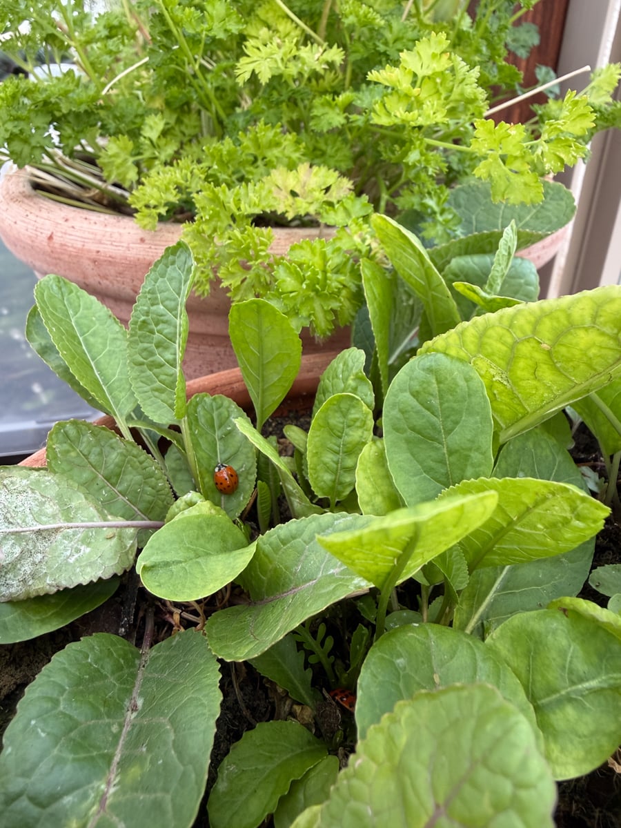 A lady bug eating aphids on a horseradish plant.