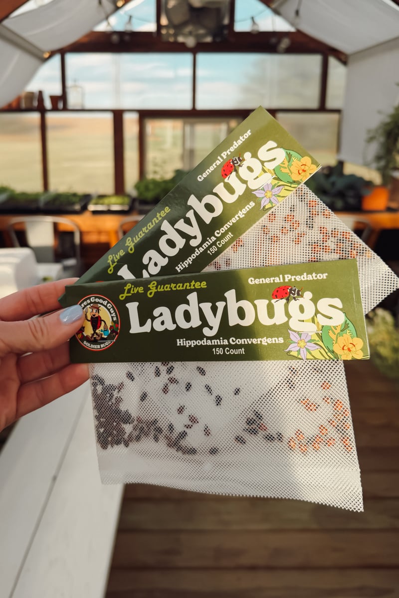 Two bags of beneficial insects, lady bugs, in a greenhouse purchased to help fight aphids.