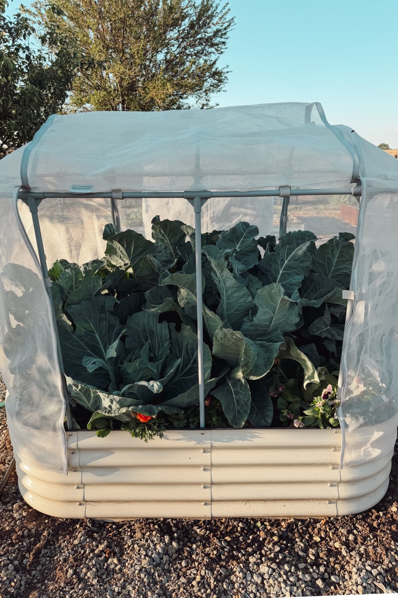 Floating row cover protecting broccoli, cabbage, and other brassicas from cabbage moths and other garden pests in a raised bed.