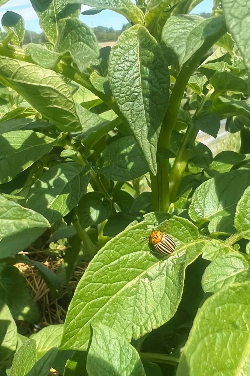 Adult Colorado potato beetle feeding on the leaves of a potato plant in a vegetable garden.