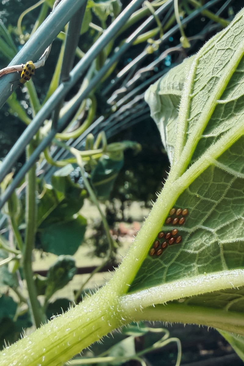 Golden squash bug eggs clustered under a butternut squash leaf.