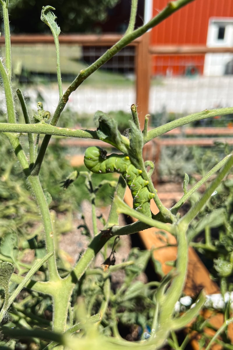 A tomato hornworm on a tomato plant that has eaten the leaves off the tomato.