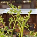 Tomato plants showing severe herbicide drift damage with twisted stems, curled leaves, and distorted new growth three weeks after exposure to 2,4-D drift.