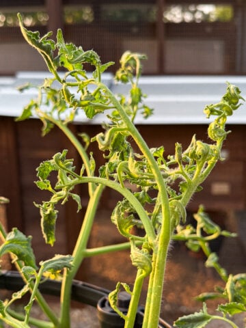 Tomato plants showing severe herbicide drift damage with twisted stems, curled leaves, and distorted new growth three weeks after exposure to 2,4-D drift.