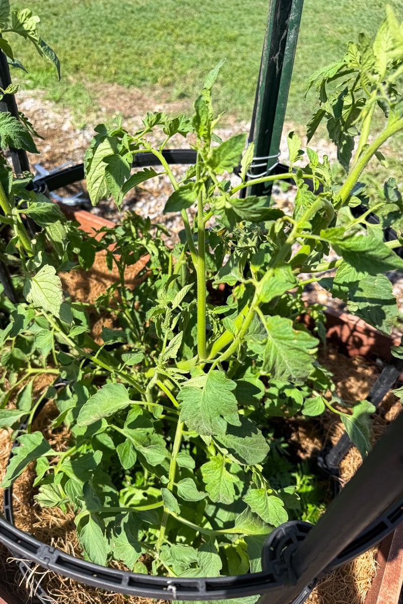 Tomato plants on the day of suspected 2,4-D herbicide drift, showing mostly healthy foliage with only slight upward curling beginning on the newest leaves.