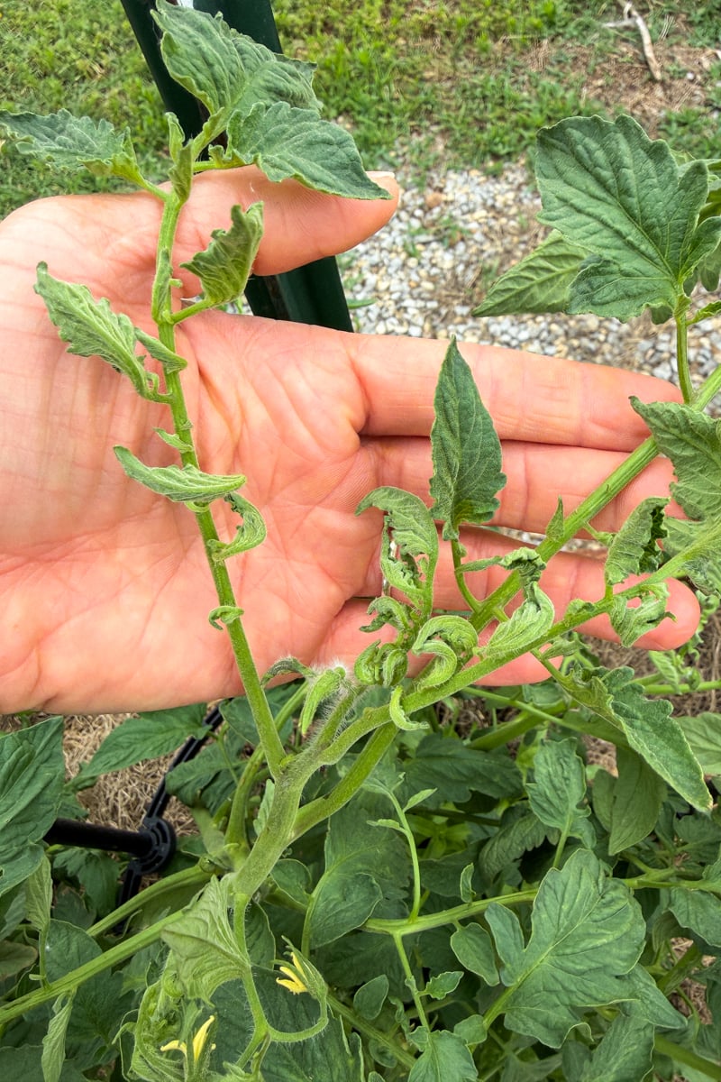 Tomato plant seven days after herbicide drift showing tightly curled new leaves, twisted stems, and epinasty while older leaves remain mostly unaffected.