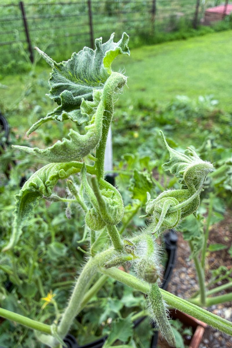 Close-up of tomato plant three weeks after herbicide drift showing severe epinasty with tightly curled leaves, twisted stems, and distorted new growth caused by exposure to 2,4-D.