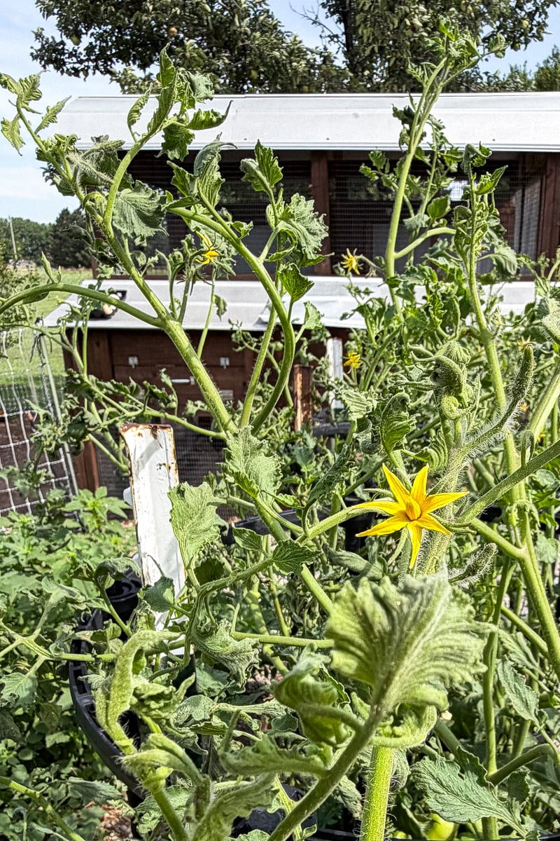 Tomato plant two weeks after herbicide drift showing twisted new growth, curled stems, and fresh yellow blossoms as the plant continues flowering despite injury.