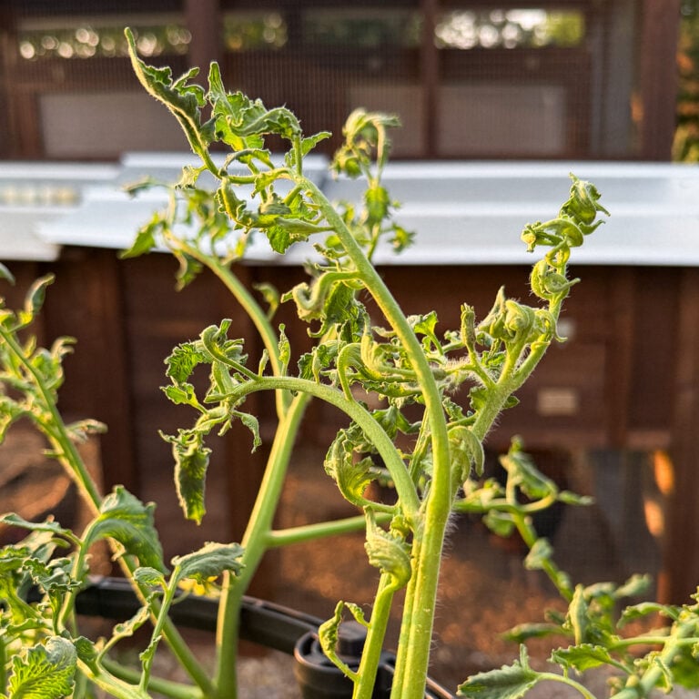 Tomato plants showing severe herbicide drift damage with twisted stems, curled leaves, and distorted new growth three weeks after exposure to 2,4-D drift.