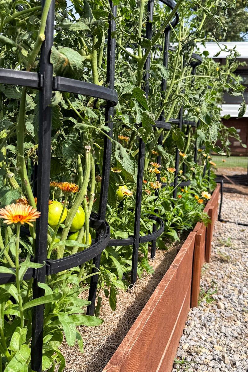 Row of tomato plants 4 weeks after herbicide drift showing ongoing twisted new growth while continuing to produce flowers and developing green tomatoes.
