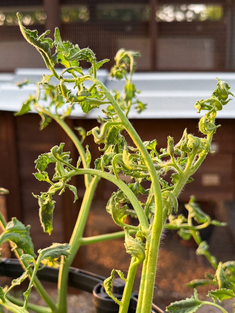 Tomato plants showing severe herbicide drift damage with twisted stems, curled leaves, and distorted new growth three weeks after exposure to 2,4-D drift.