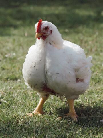 A mature cornish cross chicken on grass.