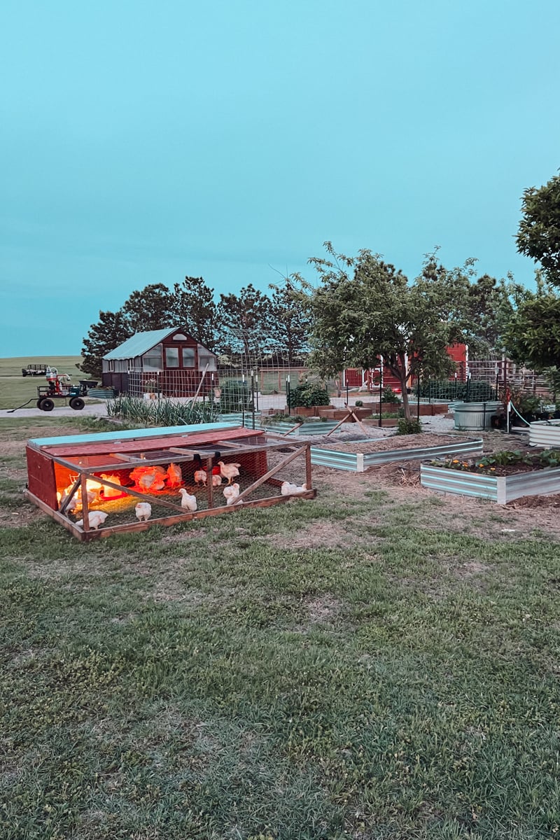 Our chicken tractor (mobile chicken coop) with cornish cross meat chickens.