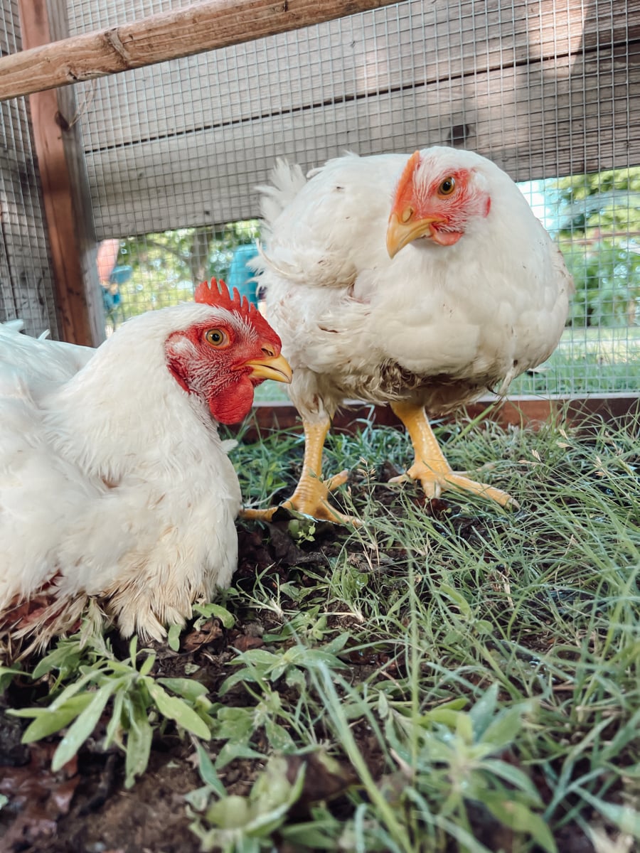 A male and female cornish cross chicken on grass.